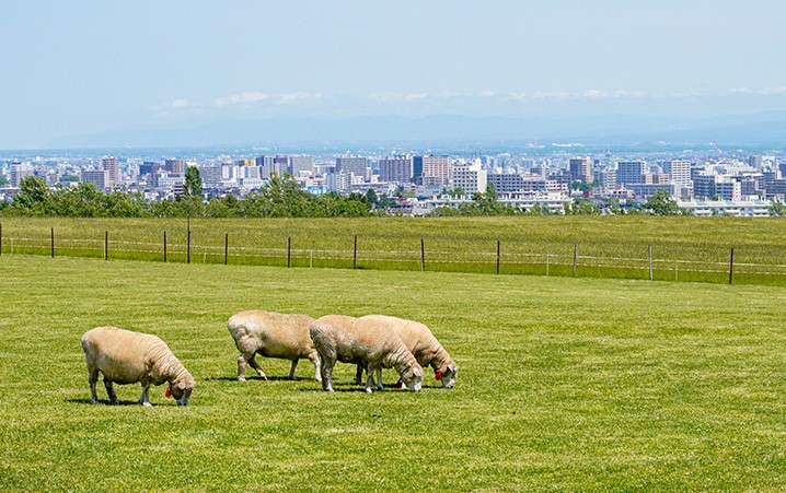 大倉山跳台滑雪場、羊之丘展望台、北海道