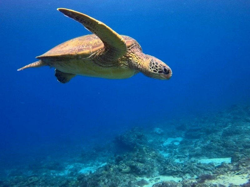 【高鐵假期】屏東小琉球．海龜尋訪2日輕鬆遊