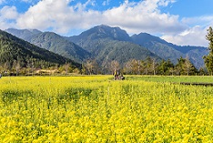 【觀光巴士】武陵農場、富野度假村、賞花自在行2日