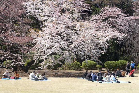 日本櫻花