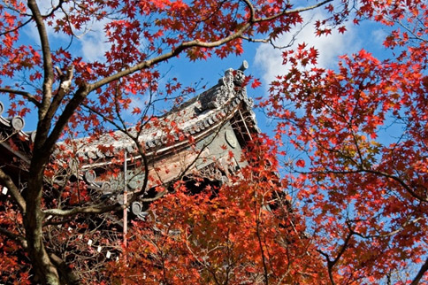 京都清水寺 秋楓