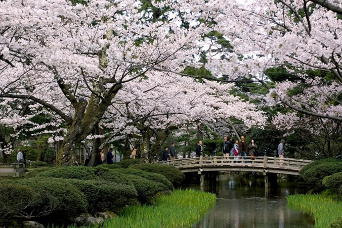 金澤兼六園櫻花美景