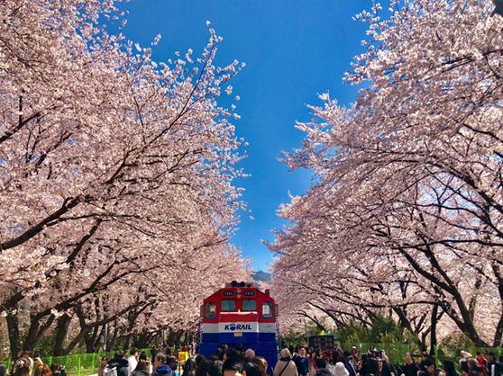 韓國慶和車站櫻花鐵道