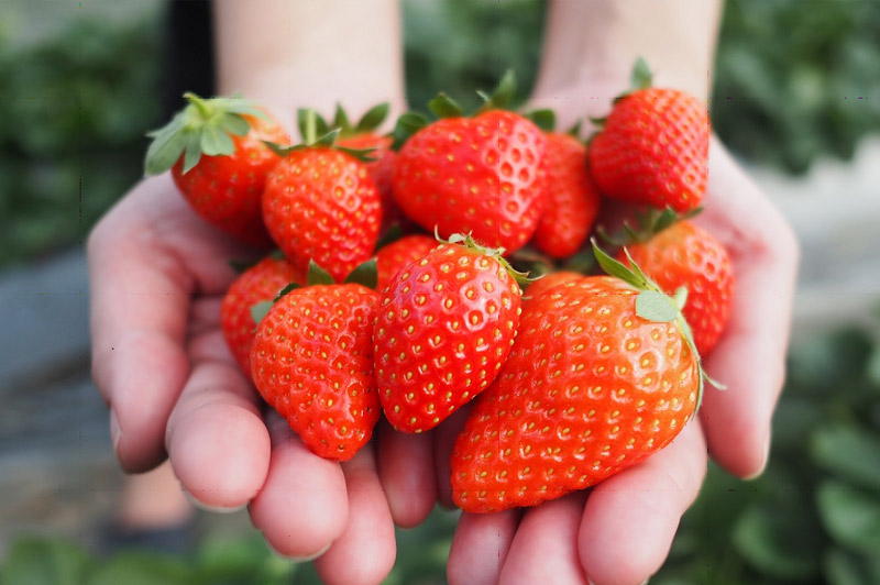 農場採草莓體驗