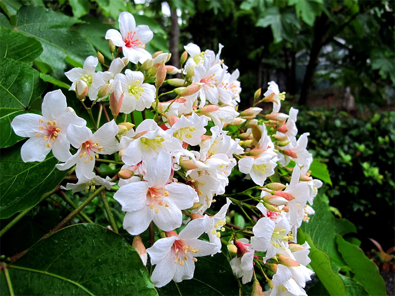 桃園客家桐花季