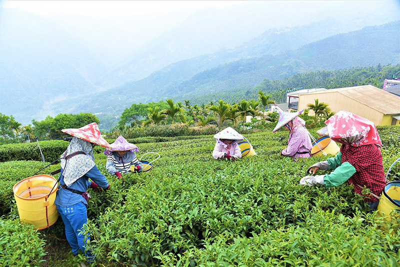 林韻茶園豐收採茶樂