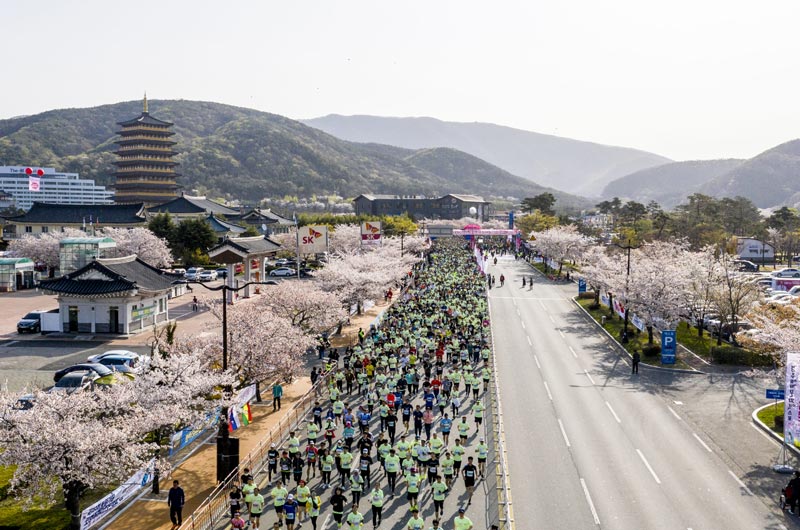 韓國慶州櫻花馬拉松