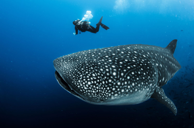 過年去溫暖的東南亞避寒，推薦到宿霧跳島浮潛