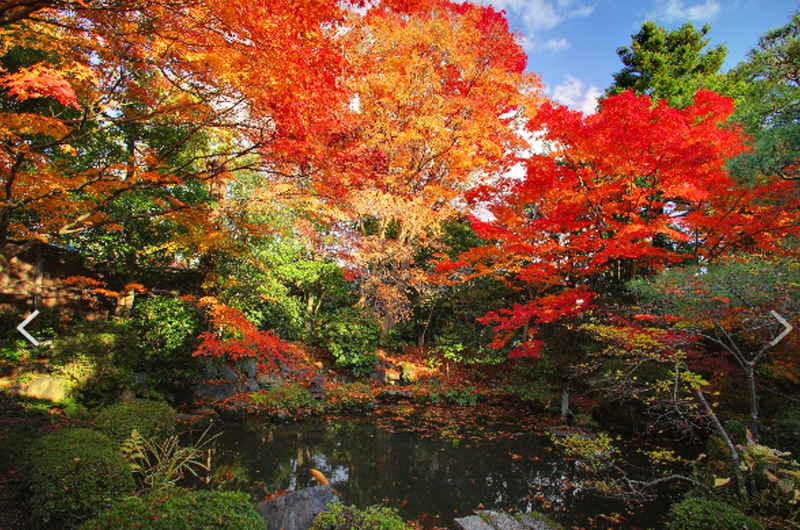 日本秋楓紅葉美景