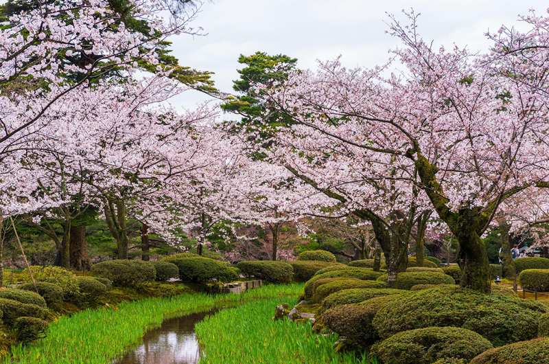 金澤兼六園春季賞櫻