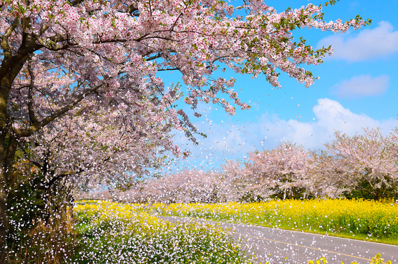 濟州島鹿山路油菜花與櫻花