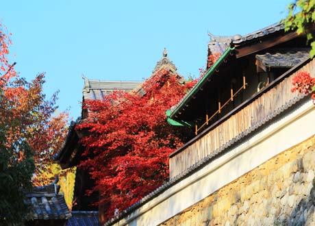 關西深秋楓紅 京阪