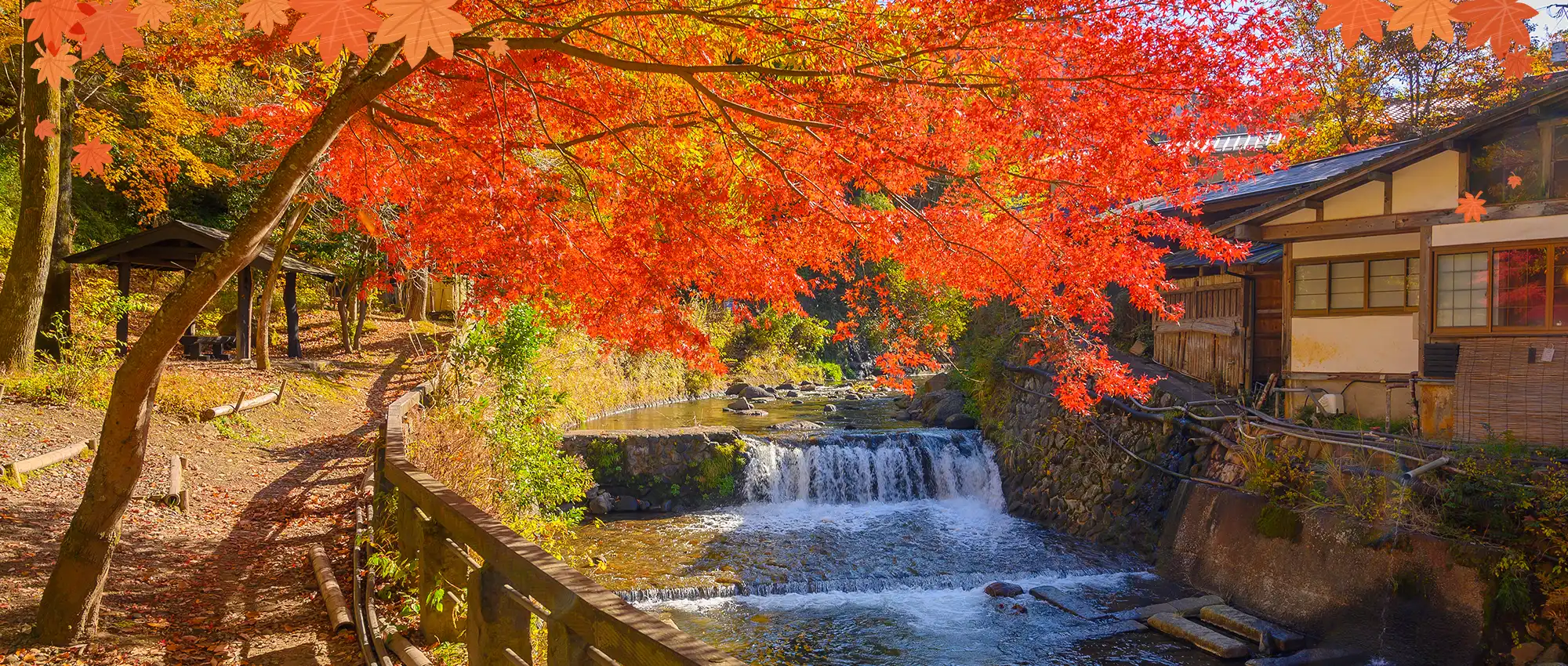 日本韓國秋季賞楓
