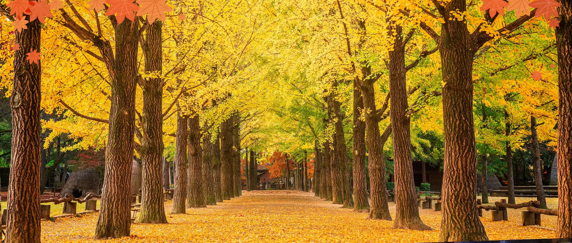 日本韓國秋季銀杏