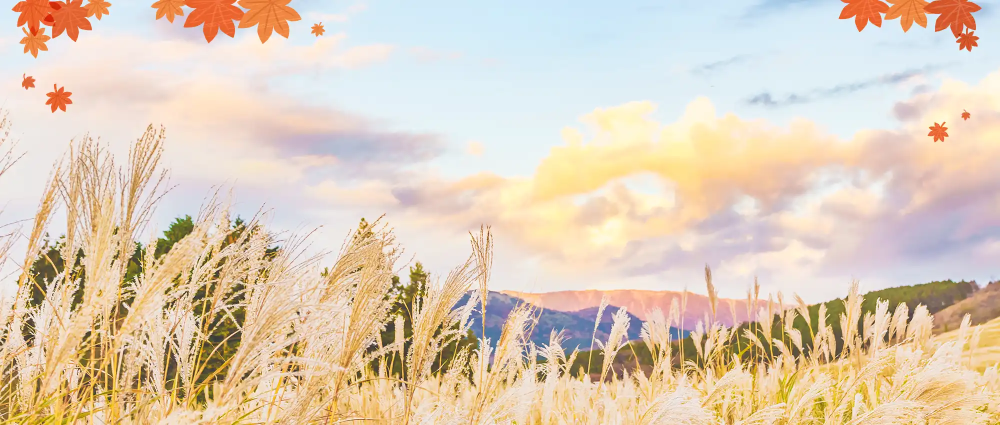 日本韓國秋季芒草