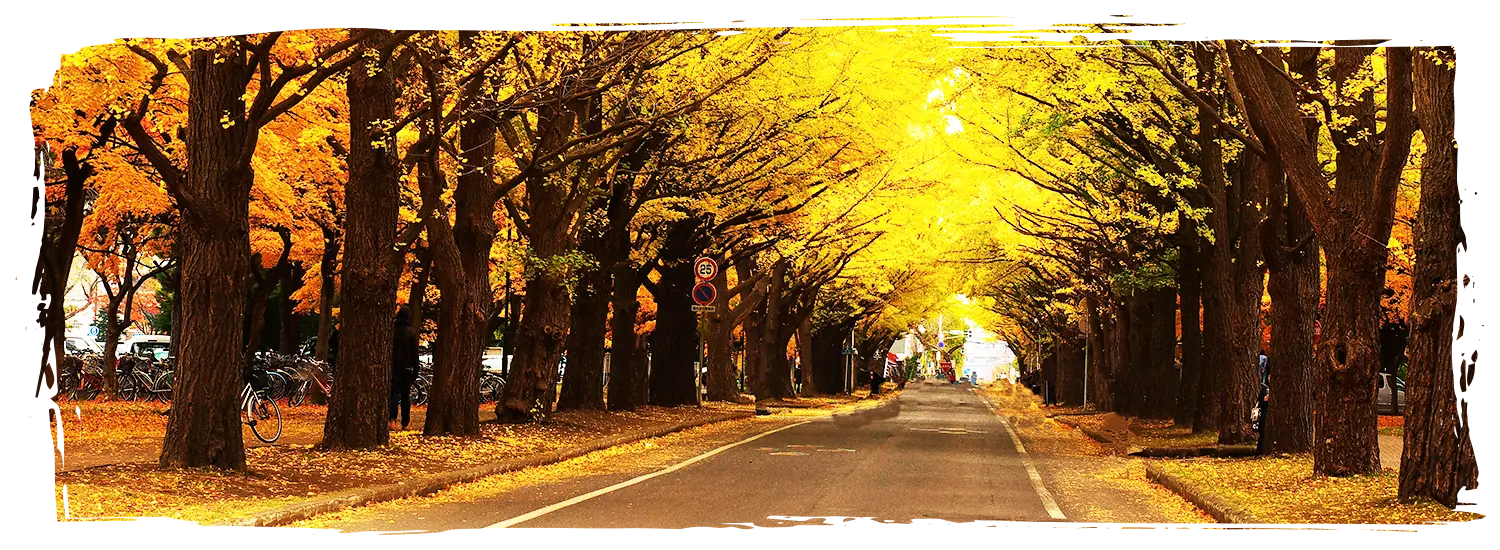 日本銀杏景點 北海道大學