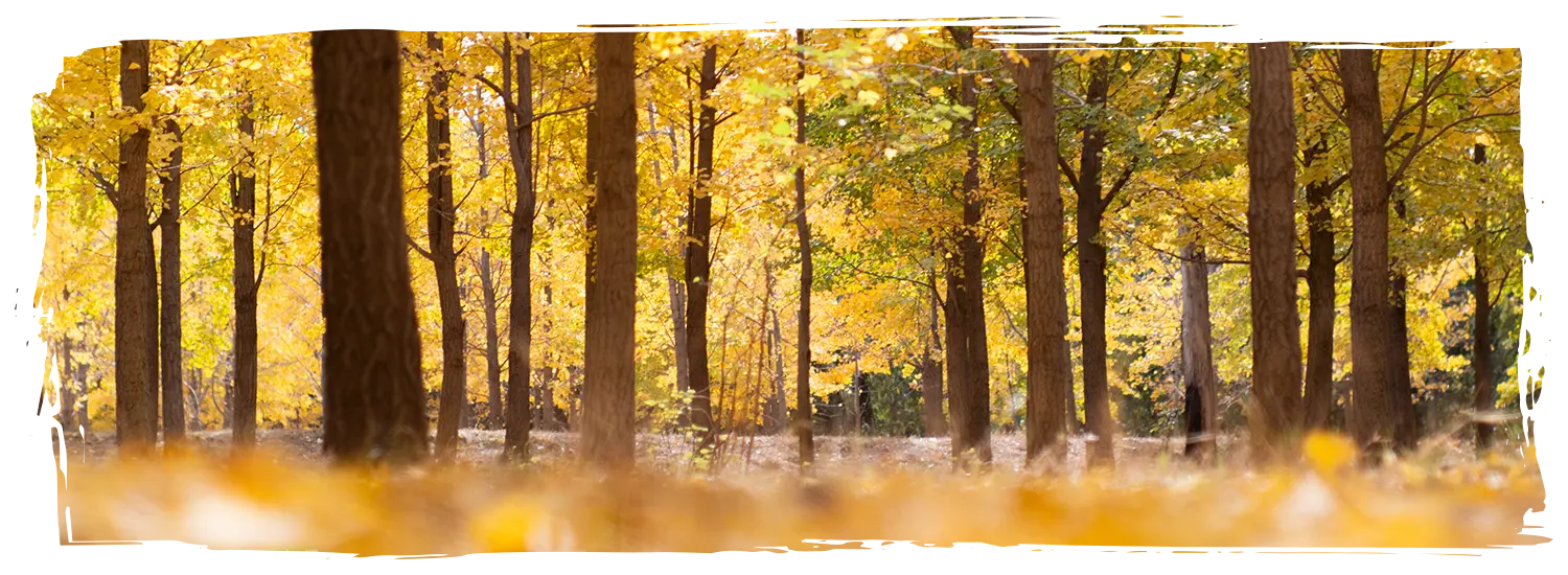 日本銀杏景點 城西公園