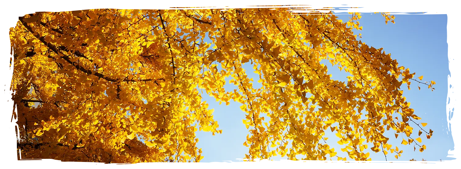 日本銀杏景點 太原銀杏森林