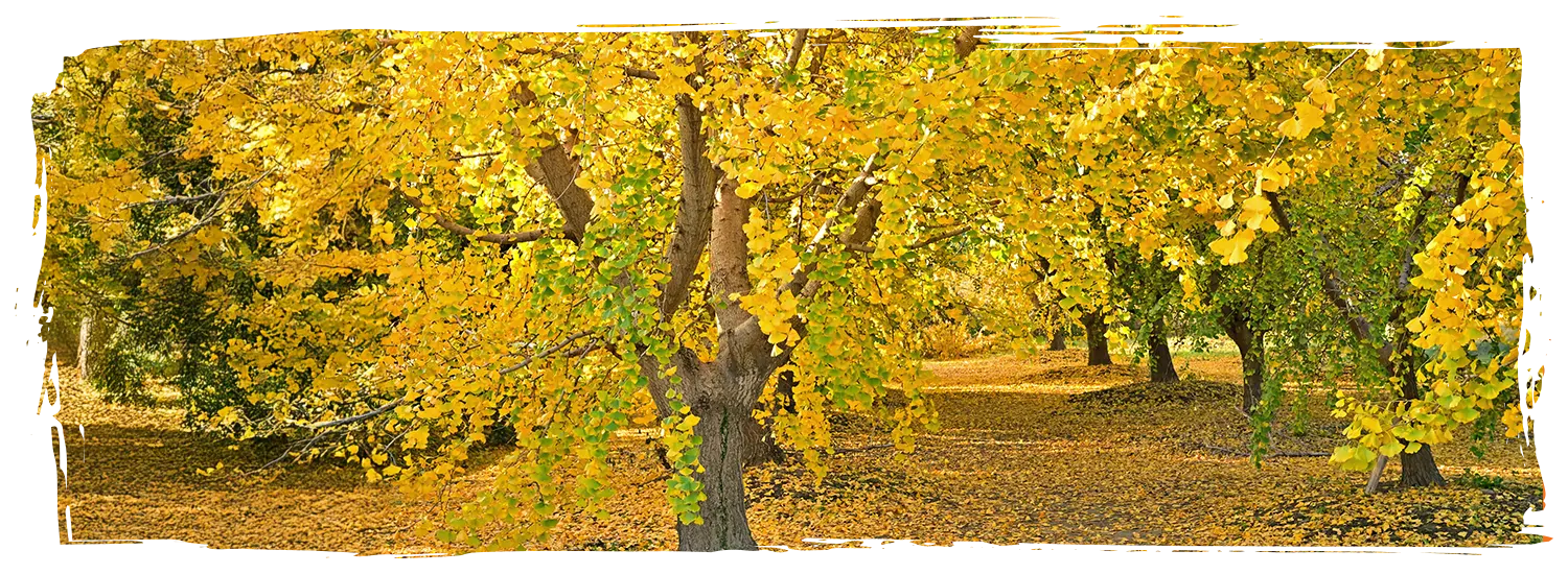 日本銀杏景點 祖父江町