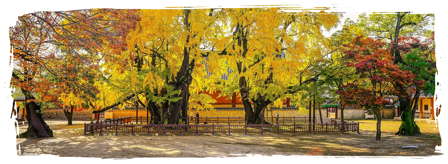 韓國銀杏景點 成均館大學