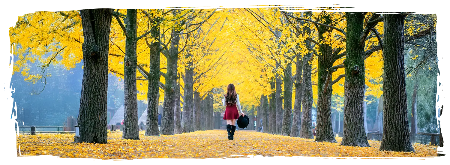 韓國銀杏景點 南怡島