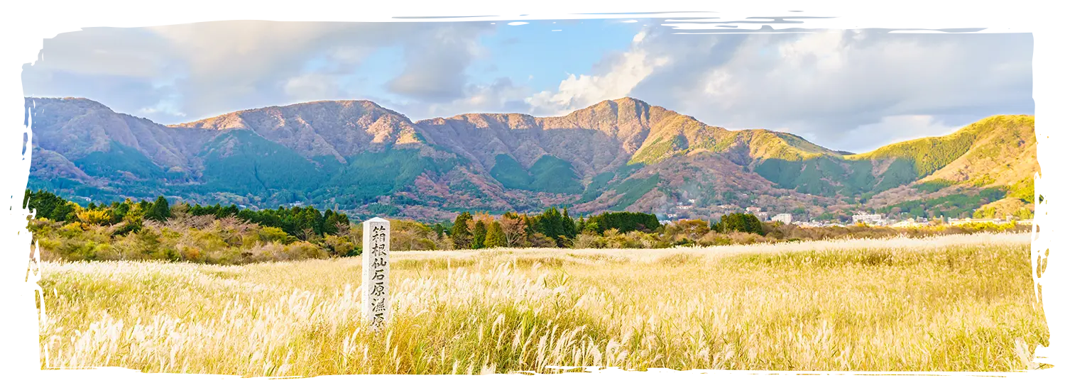 日本芒草景點 仙石原芒草原