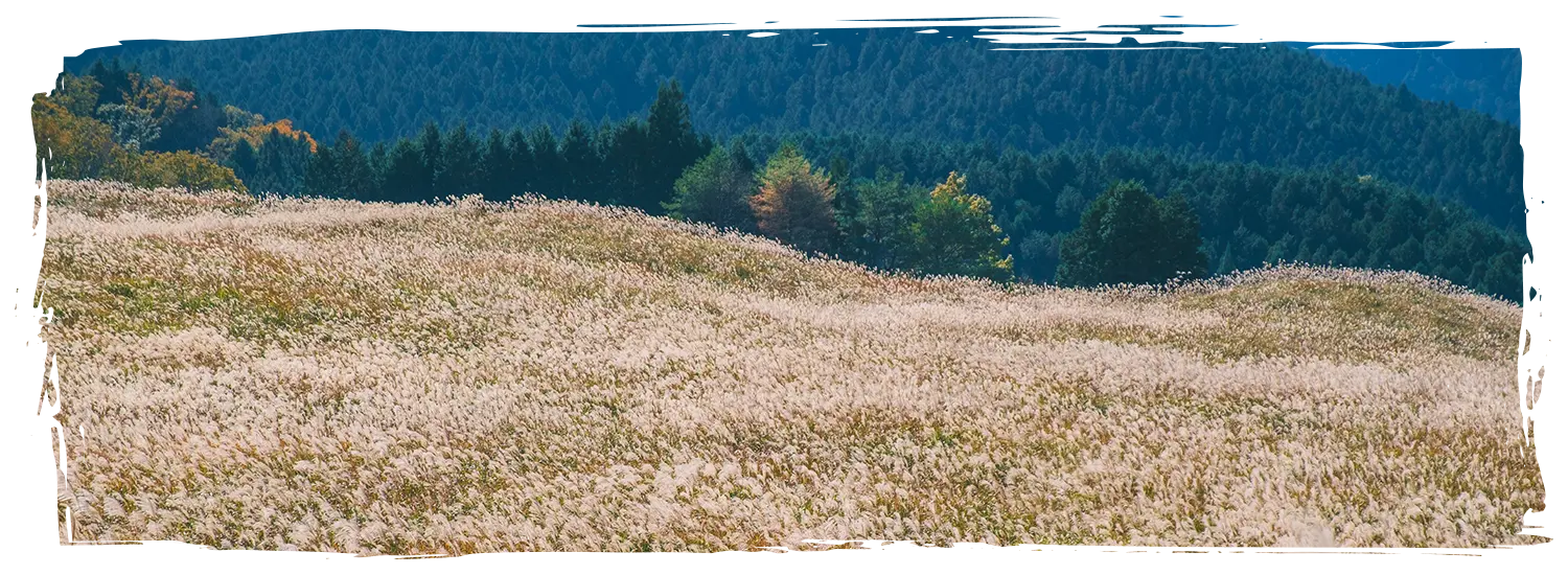日本芒草景點 曾爾高原