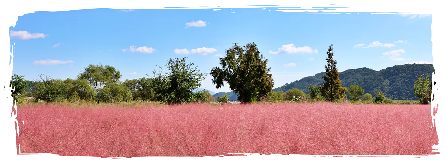 日本芒草景點 大渚生態公園
