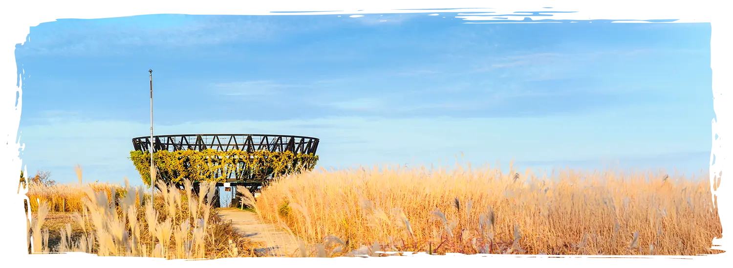 韓國芒草景點 天空公園