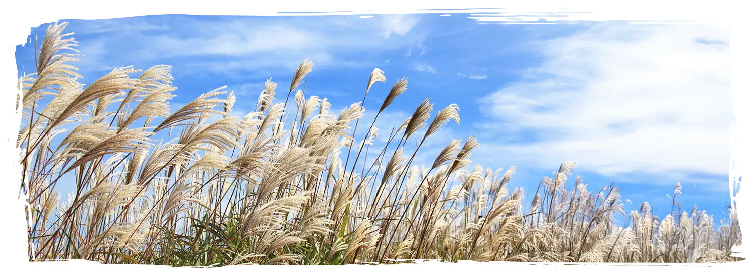 韓國芒草景點 肝月嶺