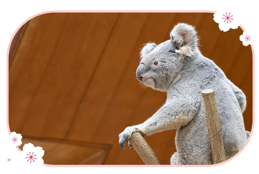 神戸市立王子動物園
