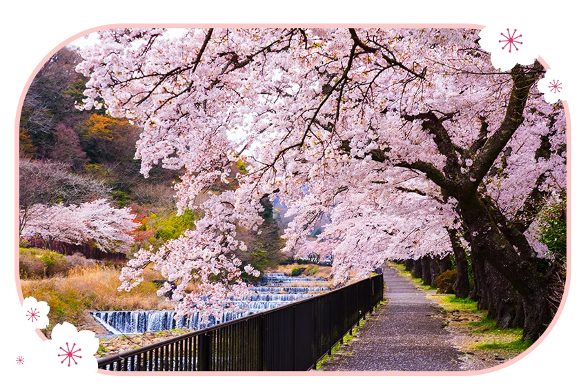 箱根宮城野早川堤