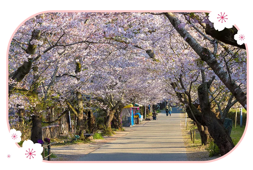 登別櫻花並木