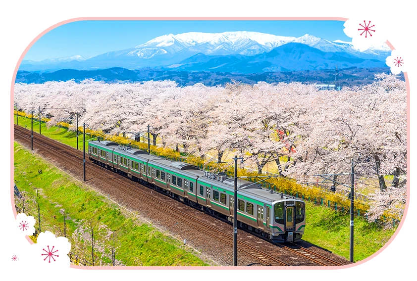 白石川堤 一目千本櫻