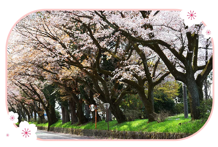 日光街道櫻並木