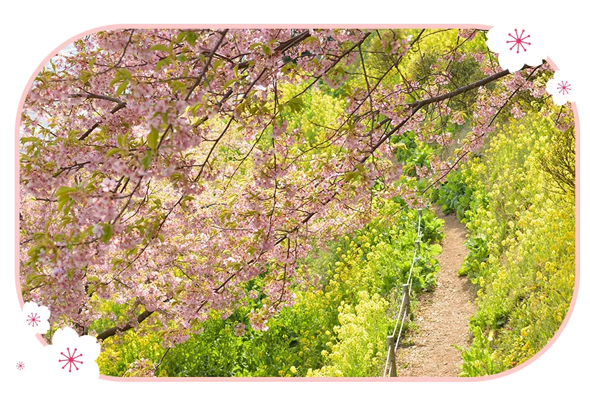 真岡SL櫻花油菜花街道
