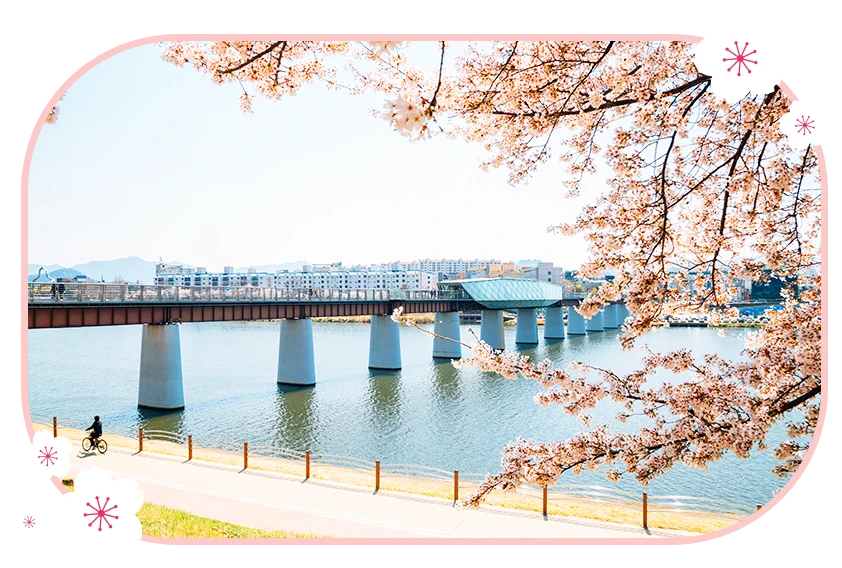 峨洋橋櫻花隧道