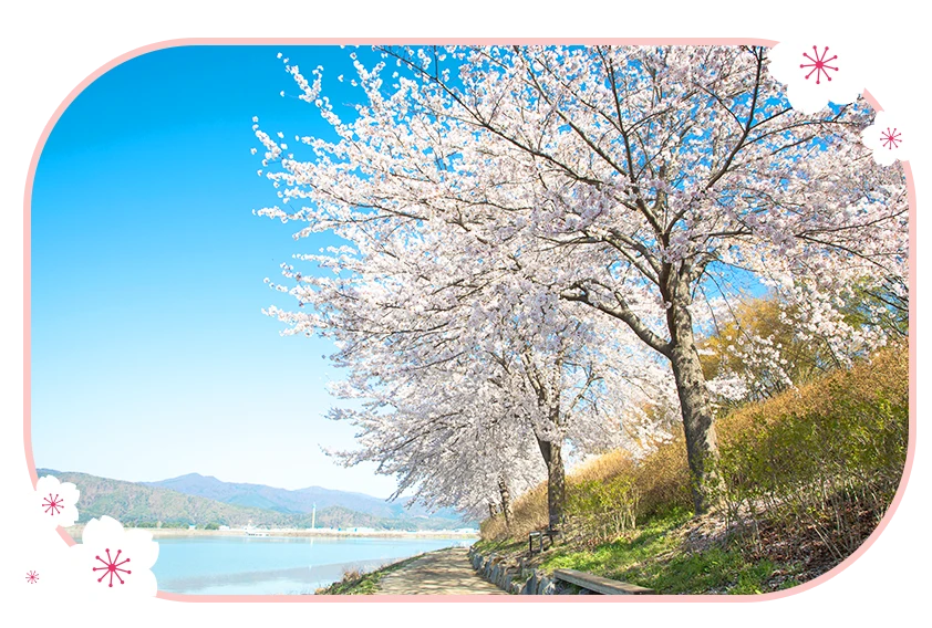 春川孔之川櫻花道