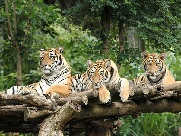 清邁夜間動物園