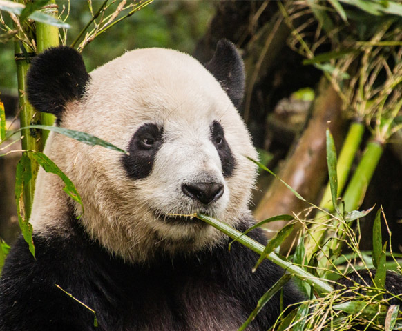 2人成行◆熊貓基地一日遊》成都3天2夜自由行