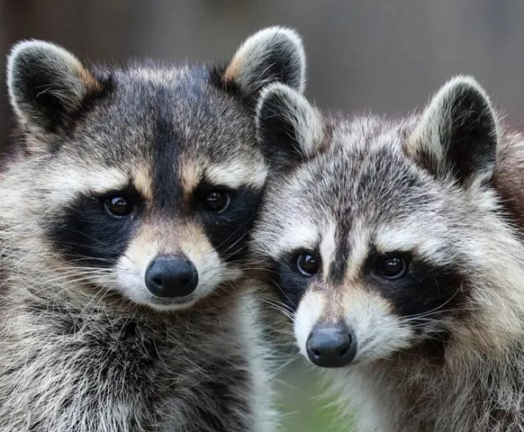 大手拉小手◆野生動物園》上海3天2夜自由行