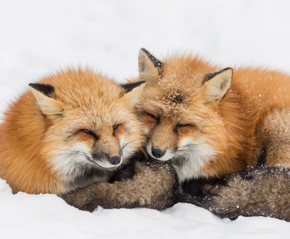 網路限定》仙台自由配