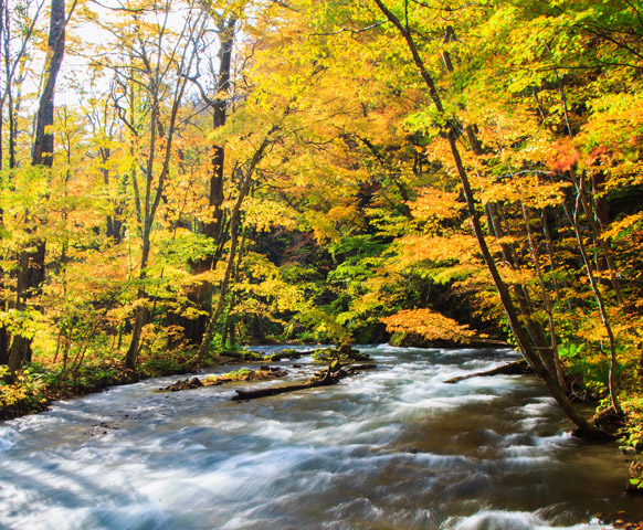 網路限定》青森自由配