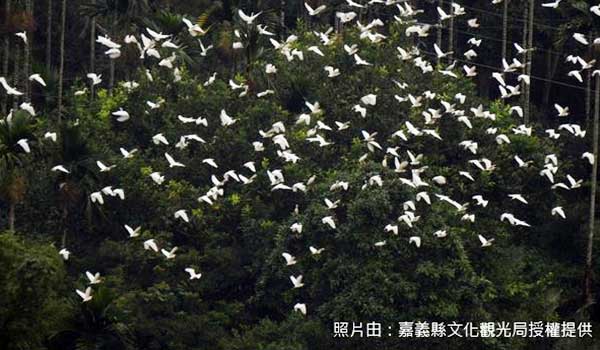 萬鷺朝鳳