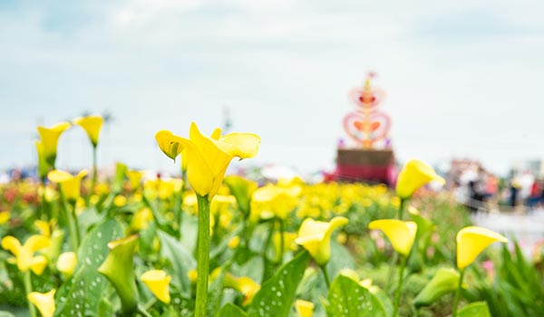 青埔彩色海芋季