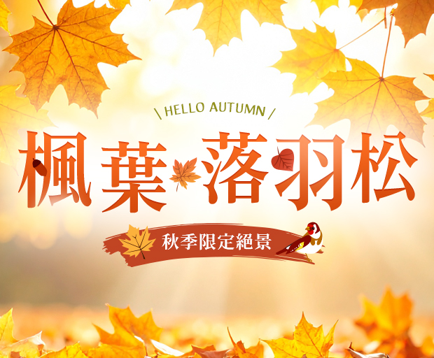 楓葉落羽松手機版頭