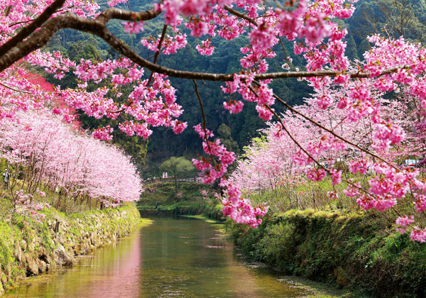 南投杉林溪 櫻花