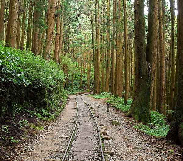 高鐵旅遊》嘉義阿里山.特富野古道.祝山日出2日