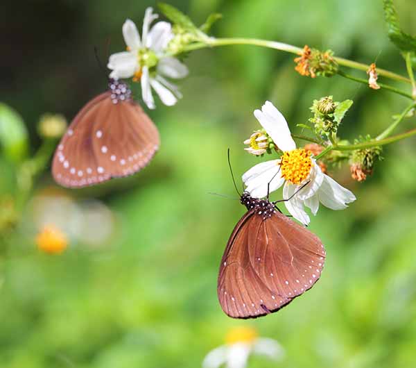 高鐵旅遊》茂林風景區.三地門藝術村.霧台部落巡禮2日
