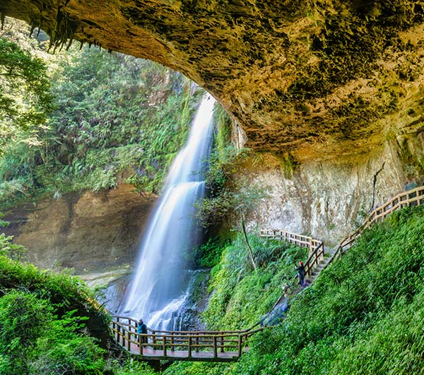 高鐵旅遊》南投杉林溪.溪頭森林遊樂區2日